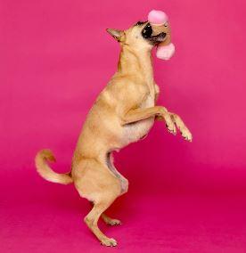 Scruffy Peter Woofington Dildo Pink
